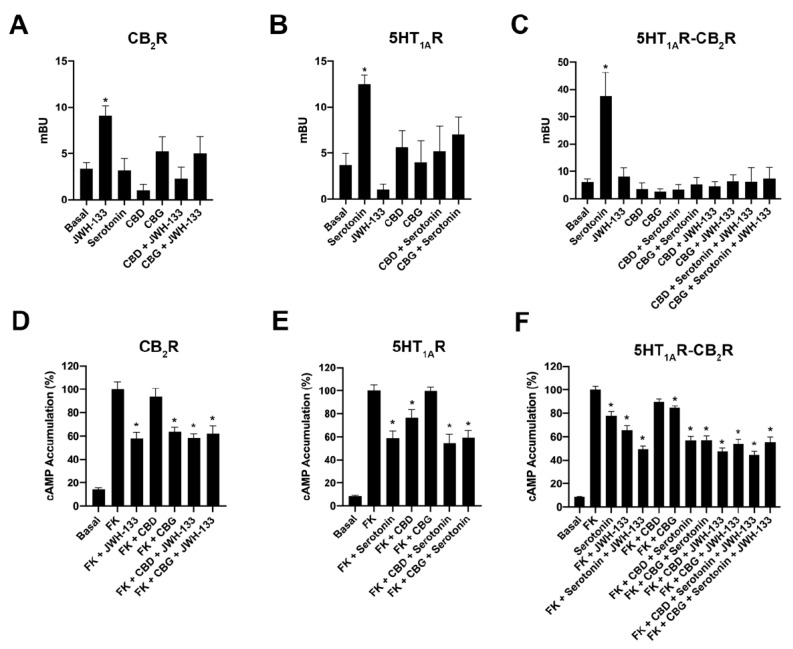 Effect CBD or CBG on the functionality of receptors expressed in HEK-293T cells. (A–C) β-Arrestin 2 recruitment assays were performed in HEK-293T transfected with cDNAs encoding for either CB2R-YFP (1.5 μg) (A), 5HT1AR-YFP (1.5 μg) (B), or CB2R (1.5 μg) and 5HT1AR-YFP (C). In all cases, β-arrestin 2-RLuc (1 μg cDNA) was also expressed. (D–F) Intracellular cAMP assays were performed in HEK-293T cells transfected with the cDNA encoding for either CB2R (1.5 μg) (D), 5HT1AR (1.5 μg) (E), or both (F). In β-arrestin 2 recruitment and cAMP experiments, cells were pre-treated with 200 nM CBD, 200 nM CBG or vehicle and subsequently stimulated with the selective agonists, 200 nM JWH-133 -CB2R- or 200 nM serotonin -5HT1AR-. After the treatment with the agonists, cAMP levels after 0.5μM forskolin stimulation were detected by the LanceUltra cAMP kit and the results were expressed as a percentage with respect to levels obtained upon forskolin stimulation. β-Arrestin 2 recruitment was determined 25 min after treatment in cells expressing CB2R (A) or 5HT1AR and CB2R (C), or 7 min after treatment in cells expressing 5HT1AR (B). The values are the mean ± SEM of 10 different experiments performed in triplicate. One-way ANOVA followed by Dunnett’s multiple comparison post hoc test were used for statistical analysis. * p < 0.05, versus basal condition in β-arrestin 2 recruitment experiments or versus 0.5 μM forskolin stimulation in cAMP assays.