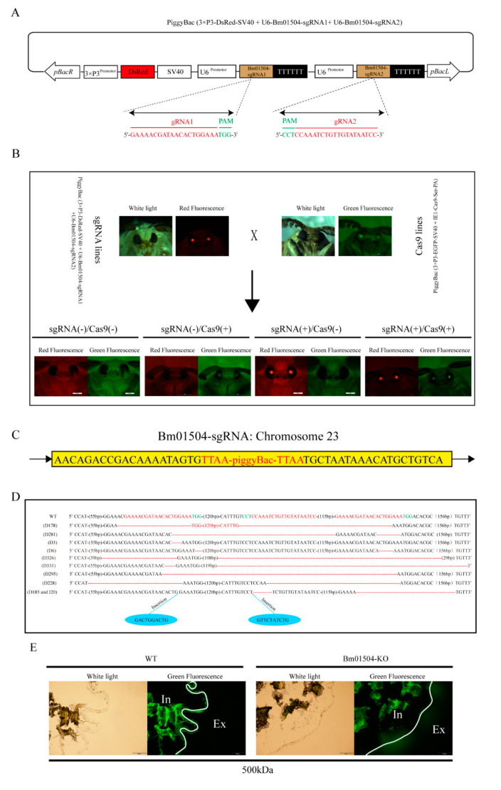 Generation of Bm01504 knockout (Bm01504-KO) transgenic silkworms. (A) Schematic diagram of the piggyBac (3×P3-DsRed-SV40 + U6-Bm01504-sgRNA1 + U6-Bm01504-sgRNA2) transgenic vector. DsRed was driven using 3×P3 promoter and SV40 was used for termination signals of transcription. 3×P3 indicate a hyperactive promoter containing three binding sites for Pax-6 homodimers in front of a TATA box. DsRed, Discosoma sp. Red Fluorescent Protein. SV40, Terminator of Simian virus 40. U6 promoter regulated the expression of Bm01504-sgRNA. U6, U6 snRNA promoter in Bombyx mori. Bm01504-sgRNA, gRNA targets of Bm01504 gene designed by CRISPR direct. pBacL and pBacR, left and right terminal inverted repeats. Protospacer adjacent motif (PAM) sequence is in green; (B) Images of transgenic silkworm in white light, green and red fluorescence. G1 generation of Cas9 and sgRNA lines screened by fluorescence microscopy. The G2 generation of four transgenic hybrid lines, namely, Cas9 (–) / sgRNA (–), Cas9 (+) / sgRNA (–), Cas9 (+) /sgRNA (–), and Cas9 (+) / sgRNA (+) generated by G1 hybridization. Cas9 (+) / sgRNA (+) is named Bm01504-KO; (C) Insertion sites in Bm01504-sgRNA transgenic silkworms analyzed using inverse PCR; (D) Knockout effect of Bm01504 in Bm01504-KO transgenic silkworms. Sequence of Bm01504 target site is labeled in red. Red dotted lines denote the deleted segments. Lengths of deletions/insertions is indicated on the left; (E) The permeability of the anterior PM of Bm01504-KO transgenic silkworm was evaluated using FITC-dextran (500 kDa) and fluorescence microscopy (100×). White lines show the localization of the PM. Ex, External; In, Internal.