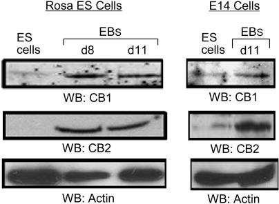 The expression of CB1 and CB2 receptors in Rosa26.6 and E14 ES cells as analyzed by Western blot analysis.Cells were lysed in RIPA buffer and 100 mg of total cell lysates were analyzed by SDS-PAGE, followed by Western blotting with CB1 or CB2 specific antibodies (at a dilution of 1:500). The cell lines 293T and SH-SY5Y were used as negative and positive controls, respectively, for CB1 expression. Actin was used as a control for loading. ES cells: undifferentiated ES cells; EBs: Embryoid bodies at different time points as indicated.