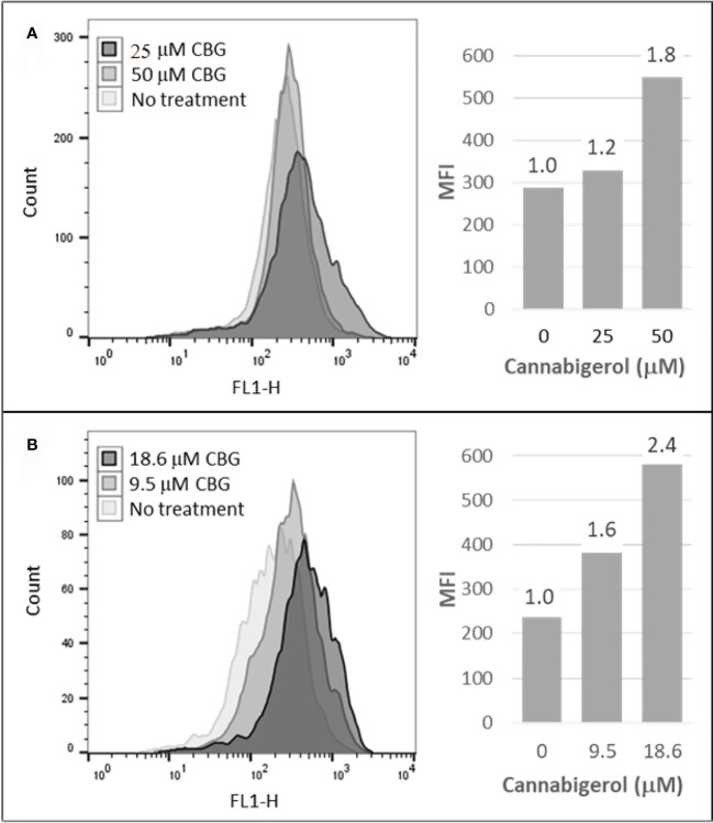 Cannabigerol induces MHC-I expression in human and mouse metastatic carcinomas. (A) The human colorectal cancer cell line, COLO 205 was treated with 25 and 50 μM CBG and (B) the mouse breast cancer cell line 4T1 was treated with 9.5 and 18.6 μM CBG. In both experiments, MHC-I was measured by flow cytometry after 48 hr. Left panel: flow cytometry histogram. Right panel: mean fluorescent intensities (MFI) for each treatment condition; fold increase in MHC-I expression (treatment MFI/no treatment MFI) is indicated above each bar. These data are representative of three independent experiments.