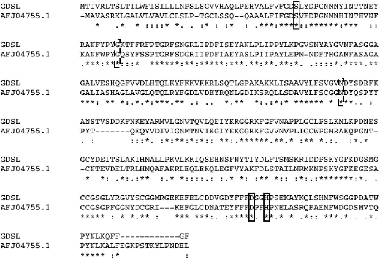 Clustal alignment of Cannabis GDSL lipase to the T. cinerariifolium GDSL lipase. The amino acids of catalytic triad that performs the esterification are boxed. Two other amino acids identified as significant for TcGLIP’s production of pyrethrins are indicated by a dashed box.13