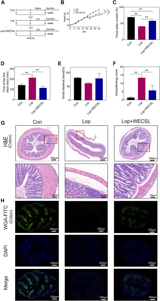 WECSL attenuated constipation symptoms in constipated mice. (A) Schematic diagram of the experimental interventions with WECSL in constipation mice (n = 8 per group). (B) Body weight (g). (C) Fecal water content. (D) Time of the first black stool (n = 5 per group). (E) Small intestinal transit ratio (n = 3 per group). (F) Histopathology score. (G) H&E staining of the colon. (H) Mucin staining with WGA-FITC in the colon. Data are presented as mean ± SD. *p < 0.05, **p < 0.01.