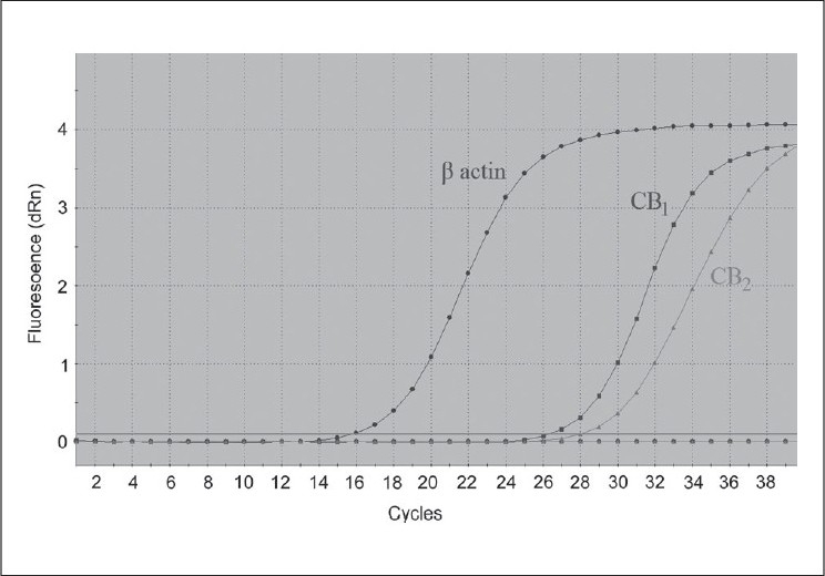 Amplification plot from a typical real time PCR experiment to detect expression of CB receptors in human urothelium relative to housekeeping gene β- actin. The urothelium specimens were obtained from organ donors. M3000P instrument measures the fl uorescence of dsDNA intercalating dye SYBR Green twice in each PCR cycle. This infl ection point is called the cycle number (Ct) at which fl uorescent signal generated passes over threshold baseline. The Ct value was determined for each specimen to measure receptor expression