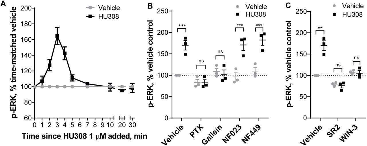 ERK1/2 signaling in human primary PBMC.A. Time-course with 1µM HU308 (▪) or a vehicle control (•). 2, 3, and 4 min time-points are significantly different from time matched vehicle controls (p < 0.01). The graph shows mean ± SEM of three independent experiments performed in technical triplicate, each with cells from a separate subject (three subjects in total). B. 3 min incubation with HU308 (1µM) or vehicle control in the presence of G protein inhibitors PTX, gallein, NF023, NF449 or vehicle control. C. 3 min incubation with HU308 (100nM) or vehicle control in the presence of SR144528 (SR2, 1µM), WIN55212-3 (WIN-3, 5µM), or vehicle control. Data are normalized to vehicle control (100%). Graphs B,C show independent experiment means (from technical triplicate) as well as overall mean ± SEM of these three independent experiments each performed with cells from a separate subject (three subjects in total).