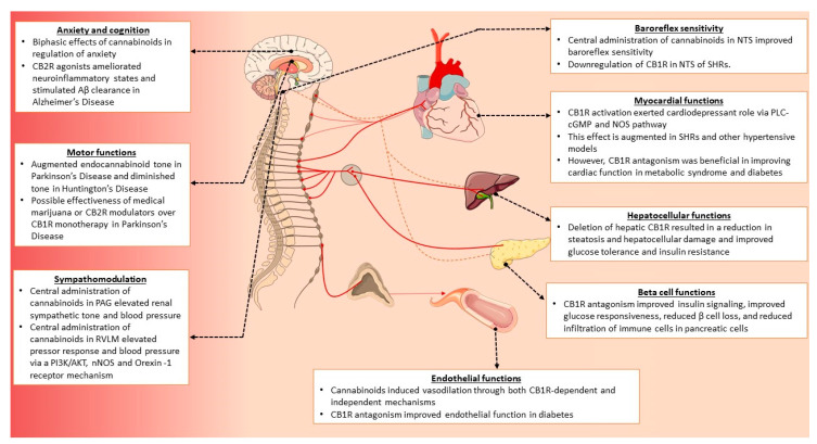Functional overview of cannabinoid receptors in the CNS and peripheral tissues. CB1R is densely expressed in regions of the brain involved in the regulation of anxiety and cognition such as prefrontal cortex, amygdala, and hippocampus. Activation of the CB1R has been shown to have both anxiogenic and anxiolytic effects. Endocannabinoid tone is also altered in basal ganglia disorders such as Parkinson’s and Huntington’s Diseases. In neurological disorders characterized by neuroinflammation, CB2R-based therapies could be an attractive alternative to targeting CB1R. In the case of cardiac and metabolic diseases, both central and peripheral CB1Rs are known to play a key role in their etiology. Central administration of cannabinoids into the PAG and RVLM triggers a sympathoexcitatory response, while administration in the NTS is known to improve baroreflex sensitivity and facilitates inhibition of pressor responses. Interestingly, CB1Rs were downregulated in the NTS of SHRs. However, myocardial CB1R was augmented in SHRs, and is implicated in mediating cardiodepressant effects. Stimulation of endothelial CB1R was also implicated in mediating vasodilation. Although some studies reported beneficial effects of CB1R agonism in hypertension, CB1R antagonism was demonstrated to improve both cardiovascular and endothelial function in metabolic syndrome. CB1R antagonism also improved functions of insulin-sensitive tissues such as liver and pancreas. Blockade of CB1R was shown to attenuate hepatocellular damage and beta cell loss, and also improve insulin signaling.