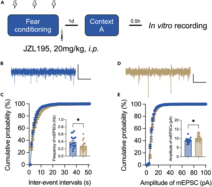 Frequency and amplitude of mEPSCs in CA1 pyramidal neurons after contextual test with or without JZL195 treatment(A) The procedure of in vitro recording (n = 17/group).(B) Illustration of mEPSCs recorded from vehicle-treated mice. Scale bar: 2 s, 10pA.(C) Cumulative probability of interevent intervals and the average frequency of mEPSCs (for cumulative probability analysis, Kolmogorov-Smirnov test, D = 0.333, p = 0.007; for average frequency comparison, unpaired t test, t(32) = 2.130, p = 0.041).(D) Illustration of mEPSCs recorded from JZL195-treated mice. Scale bar: 2 s, 10pA.(E) Cumulative probability and the mean value of mEPSC amplitude (for cumulative probability analysis, Kolmogorov-Smirnov test, D = 0.392, p < 0.001; for average amplitude comparison, unpaired t test, t(32) = 2.425, p = 0.021). Data are represented as the mean ± SEM. ∗p < 0.05.