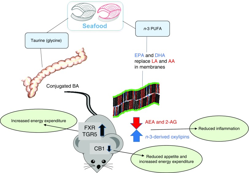Potential mechanisms by which seafood intake may influence energy intake and metabolism based on data from animal studies. BA, bile acids; LA, linoleic acid; AA, arachidonic acid; AEA, N-arachidonoylethanolamine; 2-AG, 2-arachidonoylglycerol; FXR, farnesoid X receptor; TGR5, bile acid membrane receptor (also known as Gpbar1); CB1, cannabinoid receptor type 1.