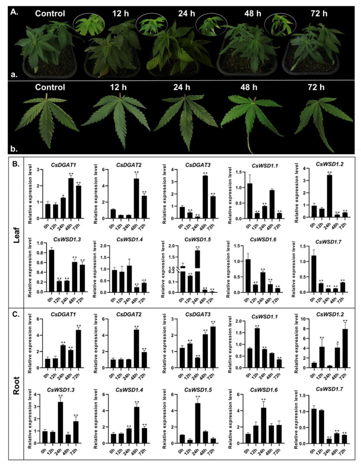 Phenotype and CsDGAT expression pattern analysis under cold stress response in C. sativa. (A) Phenotype analysis under cold stress in C. sativa. a. Phenotypic changes of hemp plants under cold stress; b. Phenotypic changes of hemp leaves under cold stress.(B) Expression patterns of the CsDGAT genes in leaves during different cold treatment time points detected by RT-qPCR. (C) Expression patterns of the CsDGAT genes in roots during different cold treatment time points detected by RT-qPCR. The characters on the X-axis show the different time points of cold treatment (0, 12, 24, 48, and 72 h). The Y-axis indicates the relative expression level of different genes. Three replicates were performed, and the vertical bar is the standard error. The actin7 gene was used as an internal reference. Significant differences between the control group and cold treatment samples are indicated by * (p < 0.05) and ** (p < 0.01).