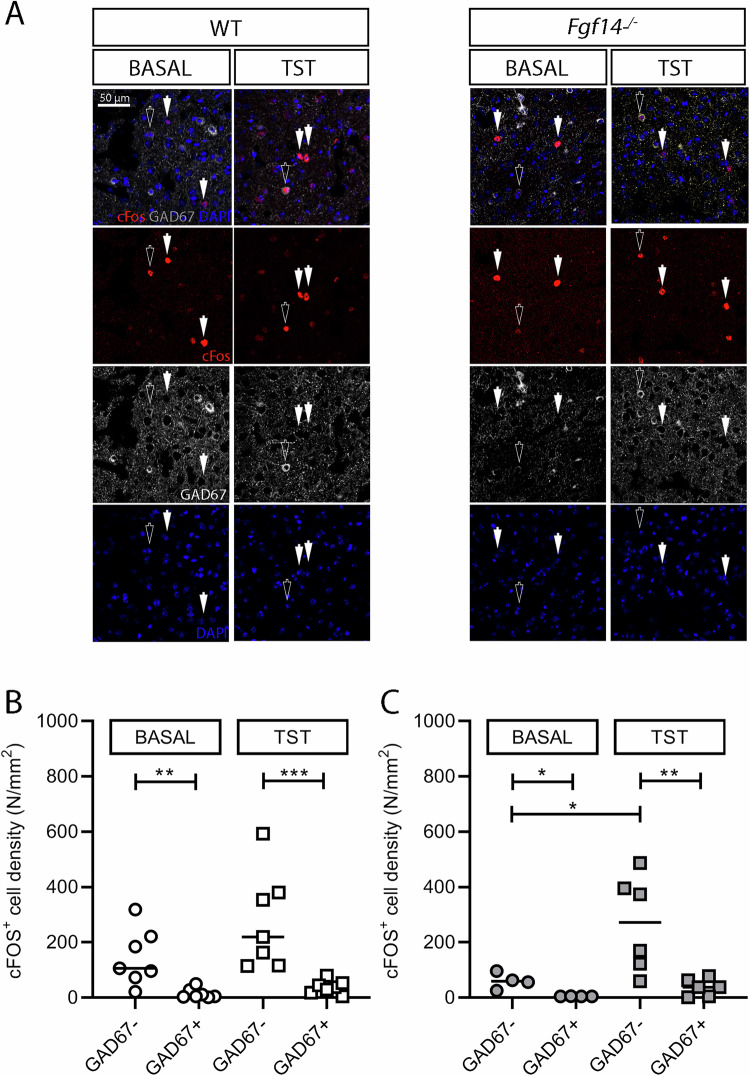 Neuronal activation of GABAergic and non-GABAergic cells in the mPFC.A Representative images of the coronal sections of mPFC of WT and Fgf14−/− mice under basal conditions or following acute stress induced by TST immunostained with cFOS (red) and GAD67 (white) antibody. cFOS+ cell density was evaluated in the non-GABAergic (GAD67-) and GABAergic (GAD67+) cells of whole mPFC in WT B and Fgf14−/− mice C under basal conditions or following acute stress induced by TST. The analysis reveals that the majority of cFOS+ cells is non-GABAergic, and that the amount of such cells is significantly higher after TST only in Fgf14−/− mice. *p < 0.05, **p < 0.01, ***p < 0.001.