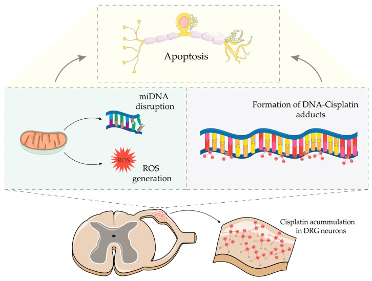 Schematic representation of the primary molecular mechanisms implicated in cisplatin-induced neurotoxicity. Once inside the neuron, cisplatin can bind to both nuclear and mitochondrial DNA. At the mitochondrial level, the DNA-cisplatin adducts disrupt their overall function, leading to increased ROS formation. Collectively, these events result in neuronal death via apoptosis. Parts of the Figure were drawn using pictures from Servier Medical Art by Servier, licensed under a Creative Commons Attribution 3.0 unported license.