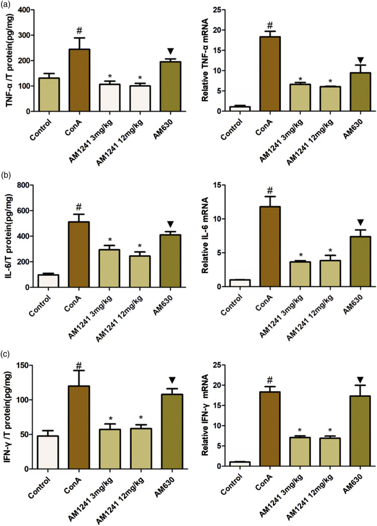 AM1241 inhibits cytokine release in ConA-induced hepatitis. (a) Serum levels of TNF-α were measured by enzyme-linked immunosorbent assay and mRNA levels were detected by real-time PCR. (b) Serum levels of IL-6 were measured by enzyme-linked immunosorbent assay and mRNA levels were detected by real-time PCR. (c) Serum levels of IFN-γ were measured by enzyme-linked immunosorbent assay and mRNA levels were detected by real-time PCR. Data are expressed as the mean ± SEM (n = 6; #p < 0.05 for ConA versus control; *p < 0.05 for AM1241 groups versus ConA; ▼p < 0.05 for AM630 versus AM1241 groups).