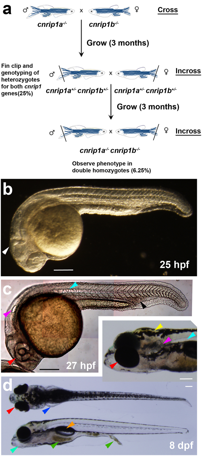 Maternal zygotic double cnrip1a kg98 ;cnrip1b kg101 mutant fish develop normally. (a) Schematic of crosses to generate a cnrip1 double mutant. (b) Darkfield image of 1 dpf double mutant indicating normal complex CNS folds (white arrowhead). (c) Differential interference contrast image of 1 dpf double mutant with arrowheads indicating normal eye (red), ear (purple), notochord (cyan) and haematopoetic tissue (black). (d) Dorsal, lateral and oblique (inset) views of 8 dpf larvae with arrowheads indicating pectoral fins (blue), jaw (turquoise), food traversing gut (green), swim bladder (orange) and xanthophores (yellow). Quantitative evidence of reproducibility is given in Table S1. All fish shown with anterior to left and dorsal up. Bars = 200 μm.