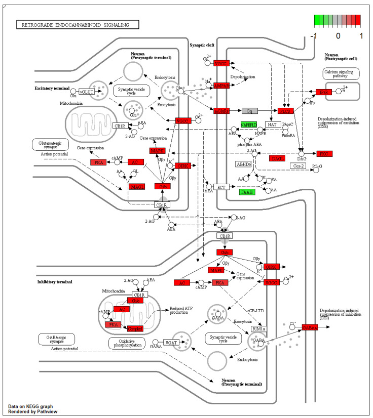 Retrograde endocannabinoid signaling pathways show the alteration of oxidative phosphorylation in mitochondria coupled with alterations in both excitatory (glutamatergic) and inhibitory (GABAergic) synaptic terminals.