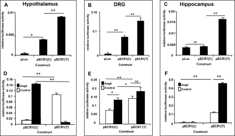 Allele-specific properties of ECR1 in different primary cell types and following stimulation of MAP kinase pathways. A–F, graphs showing the results of Dual-Luciferase analyses of primary cells derived from neonate rat hypothalamus (A and D), DRG (B and E), and hippocampus (C and F) following transfection with the different constructs shown in Fig. 2D and treatment with angiotensin II for 24 h (D–F; 10 μm). Cells were lysed, and relative luciferase activity was determined and normalized to an internal Renilla luciferase control (pRL-CMV). ns = not significant, *, p = ≤ 0.05, **, p = ≤ 0.01.