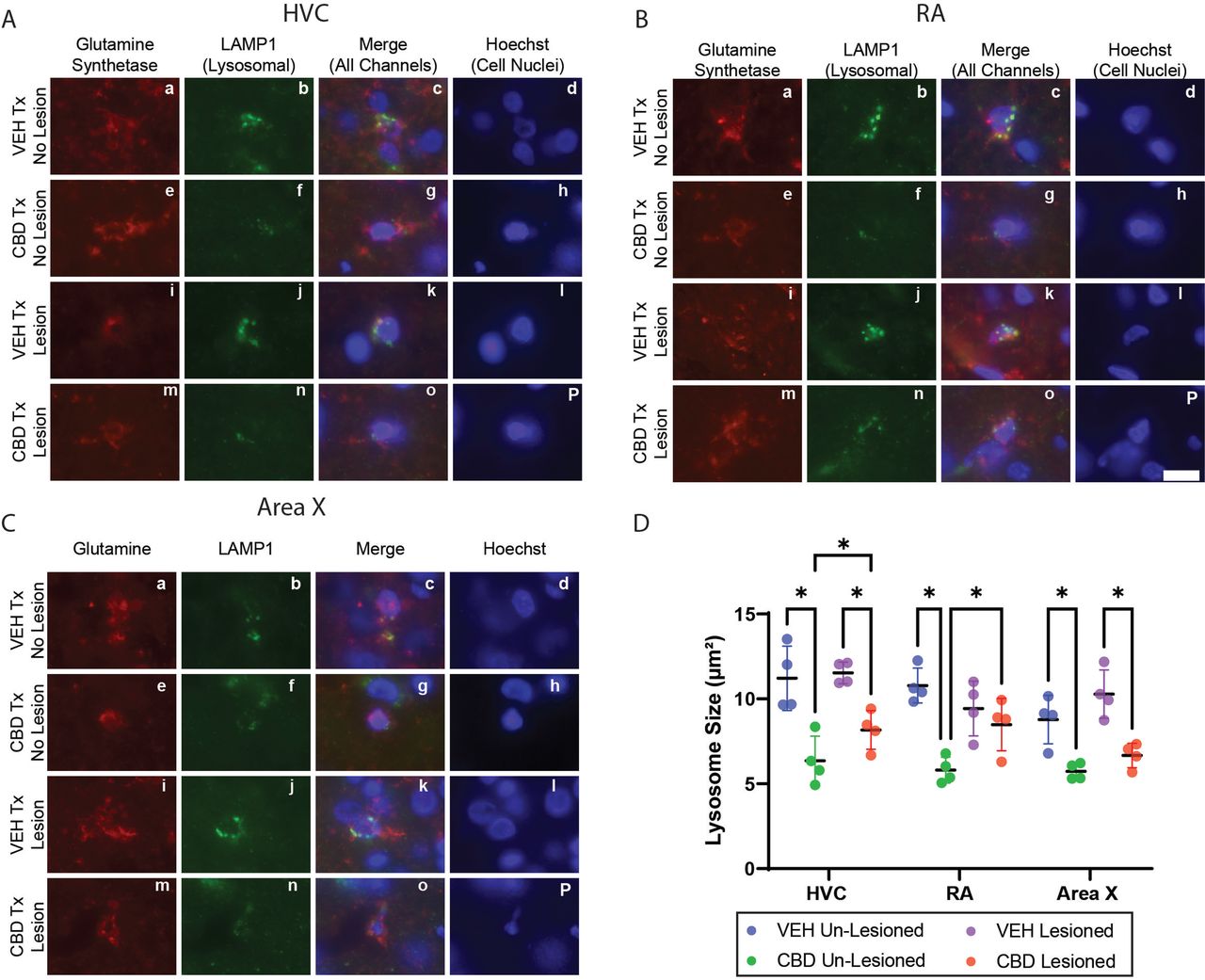 Cannabidiol (CBD) reduces astrocytic lysosomal size in song control nuclei following injury.Representative immunofluorescence images from HVC (A), RA (B), and Area X (C) in un-lesioned and lesioned hemispheres of vehicle (VEH)- and CBD-treated birds. Astrocytes were labeled with glutamine synthetase (GS; red), lysosomes with LAMP1 (green), and nuclei with Hoechst (blue); merged channels are shown. (D) Quantification of mean astrocytic lysosomal area (µm²; LAMP1+ puncta per GS+ cell) reveals that CBD treatment significantly reduces lysosomal size bilaterally across HVC, RA, and Area X compared to VEH controls (p < 0.05). In the lesioned hemisphere of RA, CBD-treated animals showed a trend toward reduction relative to VEH but did not reach statistical significance. n = 4 birds per group. Statistical comparisons were performed using mixed-effects ANOVA with Sidak’s multiple comparisons test. Bar = 10 microns