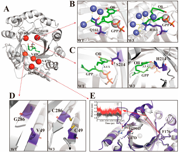 Mechanistic analysis of NphB mutants for diverse cannabinoid scaffolds. (A) Overall structural model of NphB, wild-type to W3 point mutations are shown as red dots. (B) The mutation of residue 161 results in a change in the quantity of water molecules interacting and the number of hydrogen bonds with these water molecules, where yellow dashed lines denote hydrogen bonds and blue spheres represent water molecules. (C) The mutation of residue 214 induces alterations in substrate conformation and a reduction in the reaction distance, yellow dashed lines denote hydrogen bonds, and purple dashed lines signify the reaction distances. (D) Residues 286 and 49 are mutated to cysteine, resulting in the formation of a disulfide bond. (E) The mutations at positions 47 and 290 increase the flexibility of the α-helix and expand the substrate pocket, where the gray structure denotes the wild-type enzyme, and the purple structure corresponds to the W3 mutant variant. All gray spheres represent metal ions.