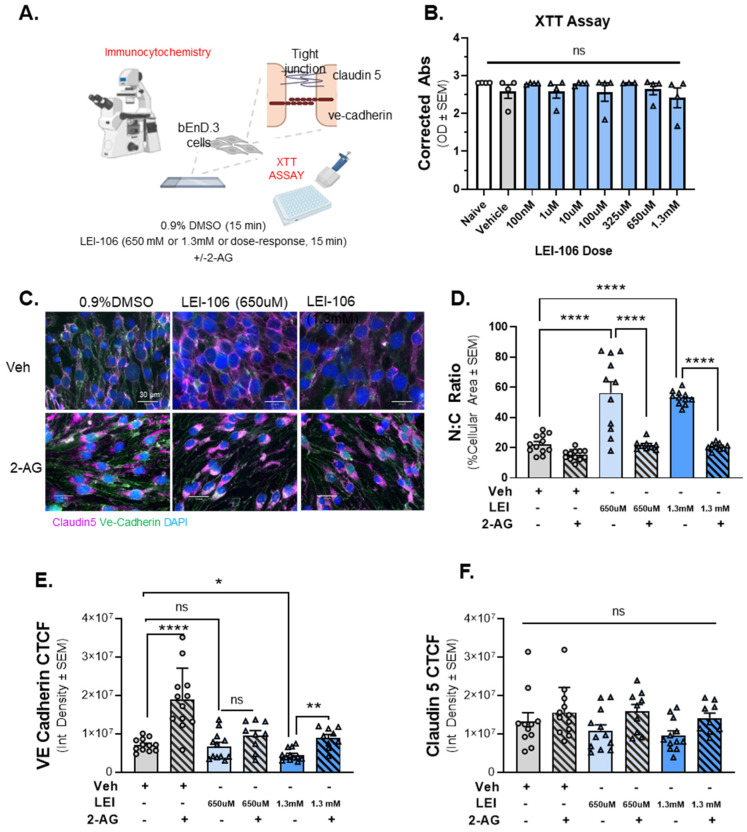 The inhibition of DAGLα induced morphological changes in bEnD.3 cells accompanied with reduced expression of VE-cadherin. Cell viability assay on bEnD.3 cells was performed using increasing doses of LEI-106 (100 nM–1.3 mM). For ICC experiments, the bEnD.3 cells were treated with two doses of LEI-106 (650 uM and 1.3 mM) for 15 min, followed by 2-AG or vehicle application. ICC was performed to detect possible changes in the expression of two tight junction proteins, claudin 5 and VE-cadherin. (A) The panel represents the setting of the experiments. (B) LEI-106 did not cause significant changes in the cell viability at any doses applied in the study. (LEI-106 at any doses vs. vehicle: p > 0.05, as assessed by one-way ANOVA with Bartlett post-test, F(8,26) = 0.7738). All data are expressed as the mean of optical density ± SEM (n = 4 in each group). ns = non-significant. (C) Representative ICC images of bEnd.3 cells treated with LEI-106 ±2-AG application. (D) Significant changes in the nuclear: cytoplasmic ratio were observed following LEI-106 treatment, suggesting possible morphological alteration caused by 2-AG depletion (LEI-106-650 µM vs. vehicle: p < 0.0001, LEI-106-1.3 mM vs. vehicle: p < 0.0001, as assessed by one-way ANOVA with Tukey post-test, F(8,85) = 30.50). 2-AG treatment following LEI-106 application significantly reversed these effects (LEI-106-650 µM vs. LEI-106-650 µM + 2-AG: p < 0.0001, LEI-106-1.3 mM vs. LEI-106-1.3 mM + 2-AG: p < 0.0001, as assessed by one-way ANOVA with Tukey post-test, F(8,85) = 30.50). All data are shown as the mean % of cellular area ± SEM (n = 9–12/condition). **** p < 0.0001, compared to corresponding controls. (E) The higher dose of LEI-106 (1.3 mM) significantly reduced VE-cadherin CTCF; however, no significant change was detected at the lower dose (650 µM) compared to vehicle control (LEI-106-650 µM vs. vehicle: p = 0.9052, LEI-106-1.3 mM vs. vehicle: p = 0.0233, as assessed by one-way ANOVA with Bartlett post-test, F(2,33) = 4.100). The administration of 2-AG increased the VE-cadherin CTCF, moderating the loss of VE-cadherin expression after LEI-106 treatment (LEI-106-1.3 mM vs. LEI-106-1.3 mM + 2-AG: p = 0.005, as assessed by one-way ANOVA with Tukey post-test, F(4,49) = 5.568). All values are expressed as the mean of corrected total cell fluorescence (CTCF) ± SEM (n = 9–12/condition). * p < 0.05, ** p < 0.01, **** p < 0.0001, compared to the corresponding controls. ns = non-significant. (F) Neither dose of LEI-106 treatment significantly influenced the CTCF of claudin-5 compared to vehicle control (LEI-106-650 µM vs. vehicle: p = 0.8982, LEI-106-1.3 mM vs. vehicle: p = 0.6161, as assessed by one-way ANOVA with Tukey post-test, F(5,59) = 2.276). All values are expressed as the mean of corrected total cell fluorescence (CTCF) ± SEM (n = 9–12/condition). ns = non-significant.