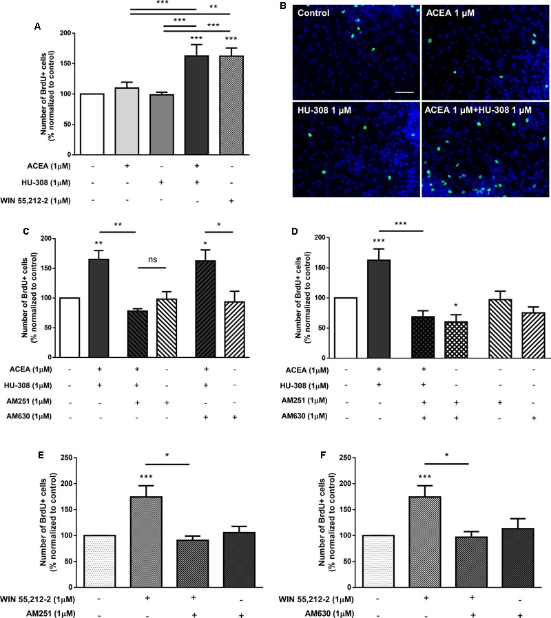 CB1R-CB2R interaction controls DG cell proliferation. (A,C–F) Bar graph depicts the number of BrdU-positive cells. Values were normalized to the control mean for each experiment and are represented as mean ± SEM. Control was set to 100%. n = 5–23. ∗p < 0.05, ∗∗p < 0.01 and ∗∗∗p < 0.001, using Sidak’s multiple comparison test. ns, non-significant. (B) Representative fluorescent digital images of cells immunopositive for BrdU (green) and Hoechst 33342 staining (blue). Scale bar = 50 μm.
