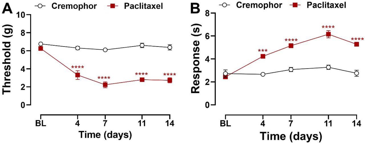 Paclitaxel induces mechanical and cold hypersensitivity in female mice. Mice treated with paclitaxel displayed (A) mechanical and (B) cold hypersensitivity 4 – 14 days following paclitaxel dosing regimen prior to antibody treatment. Data show mean (± SEM) (n=3-6). Two-way ANOVA followed by Bonferroni’s post hoc test. Interaction between time points and treatment effect: ***P <0.001, ****P <0.0001 Cremophor vehicle vs. Paclitaxel.