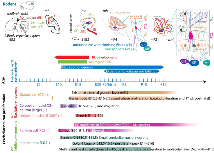 Developmental timeline of the rodent cerebellum. Top row: The first two outlines show the differentiation of the hind- and midbrain (mb) and the relative location of the cerebellar anlage [70]. Embryonic day (E)18.5 and postnatal ~(P)4 and P21 show the outlines of cerebellar midsagittal cuts (adapted from [71]). Arrowheads indicate the migration direction of individual neuron types. At ~P4 and P21 also, a zoom-in of the cerebellar cortex is presented to show the location of individual cell types in the (external) granule layer ((e)GL), Purkinje cell layer (PCL), and molecular layer (ML). The inputs of the two precerebellar systems, the climbing fibers (CFs) and mossy fibers (MFs), and the output to the cerebellar nuclei (CN) are also indicated. Bottom, the timeline of the development of the cerebellum and the timeline of the development of individual cerebellar cell types are drawn.