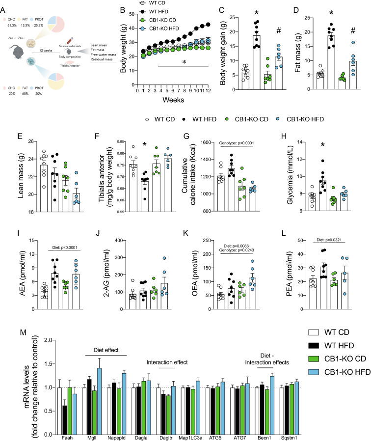 Knockout of CB1 prevents impairment induced by a high-fat diet. A Study design. B Body weight curve. C Body weight gain. D Fat mass. E Lean mass. F Tibialis anterior weight. G Cumulative calorie intake. H Glycemia. I Plasma anandamide (AEA). J 2-arachidonoylglycerol (2-AG). K N-palmitoyl-ethanolamine (PEA). L Oleoylethanolamine (OEA). M mRNA levels. Two-way analysis of variance (ANOVA) repeated measurements with Bonferroni’s post hoc test. Statistical significance was set at p < 0.05. *WT HFD vs. all groups. Two-way analysis of variance (ANOVA) with Bonferroni’s post hoc test. * WT HFD vs. all groups. # CB1-KO HFD vs WT CD and CB1-KO CD. Statistical significance was set at p < 0.05. Values are expressed as mean and S.E.M. and scatter dot plot, as appropriate