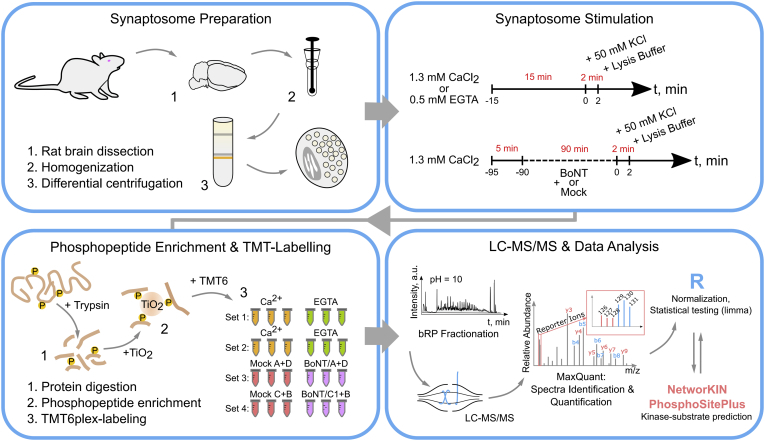 Workflow for the phosphoproteome analyses of synaptosomes under different stimuli. Brains of 5–6 week-old Wistar rats were homogenized and the synaptosomal fraction was enriched by differential centrifugation in discontinuous Ficoll gradient. Two sets of experiments were performed that compared a) stimulation of synaptosomes in the presence of Ca2+ (1.3 mM) or Ca2+-chelator (EGTA, 0.5 mM), or b) stimulation of synaptosomes pretreated with inactivated toxins (Mock), or a combination of two botulinum toxins (BoNT, A + D or C1+B). Synaptosomes were depolarized by 50 mM KCl for 2 min. Each experiment included three independent control stimulations (EGTA or Mock-treated) and three independent test stimulations (Ca or BoNT). Samples were processed in a conventional bottom-up proteomics workflow and phosphorylated peptides were enriched by metal-oxide chromatography (TiO2). Replicates within one experiment were labeled with a set of TMT6 isobaric labeling reagents. A pooled peptide sample was fractionated by reversed-phased chromatography at basic pH and measured in a high-resolution quadrupole-orbitrap mass spectrometer. Reporter ion intensities were utilized to infer relative abundances of phosphorylated peptides.