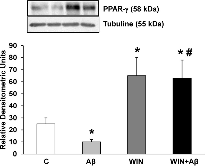 PPAR-γ protein expression.WIN induces PPAR-γ expression in astrocytes in primary culture treated with Aβ1–42. PPAR-γ and α-tubulin expressions were determined by Western-blot in astrocytes treated for 24 h with 10 μM Aβ40–1 (control peptide, C), 10 μM Aβ1–42 (Aβ), 10 μM WIN + 10 μM control peptide (WIN) and 10 μM WIN + 10 μM Aβ1–42 (WIN + Aβ). A representative immunoblot of each protein is shown and tubulin was used as control amount of protein. Data are means ± SD of 4 independent experiments. *p<0.05 vs control cells. #p<0.05 vs Aβ1–42.