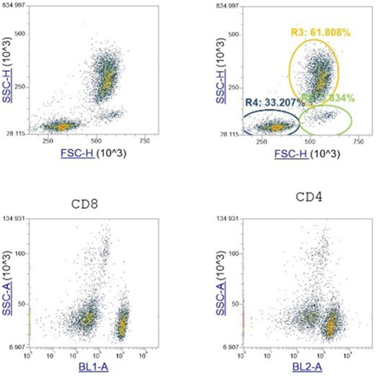 Flow cytometry analysis. Data from the lymphocytes interval gate in the FSC versus SSC scatter plots are shown. The gate-shaded in this plot are the singlet WBCs. Then plotted in the SSC versus BL1 and 2 scatter plot for CD4 and CD8 identification cells. The gate was drawn on the scatter plot where almost all of the lymphocytes lies.