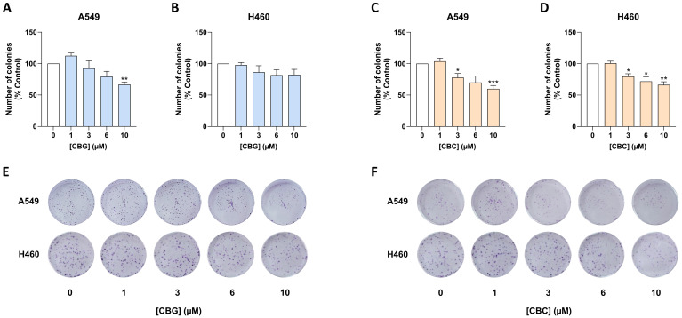 Concentration-dependent effect of CBG and CBC on colony-forming properties of A549 and H460 cells. Cells were treated with CBG (A,B,E), CBC (C,D,F) or vehicle in serum-containing DMEM for 7 days. Afterwards, cells were fixed and stained with crystal violet. Colonies were quantified as the total number of colonies per well. All percentage values shown refer to the respective vehicle control, which was set to 100%. Data represent the mean ± SEM of 6 biological replicates. For each cell line and cannabinoid, representative photographs from a single biological replicate are shown; images correspond to individual wells of a 6-well plate (well diameter, 3.5 cm; surface area, 9.5 cm2). * p ≤ 0.05, ** p ≤ 0.01, *** p ≤ 0.001 vs. corresponding vehicle control; statistical analyses were performed on raw colony counts using RM one-way ANOVA with Dunnett’s post hoc test.