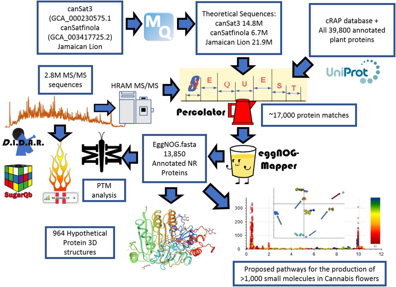 A cartoon describing the bioinformatic pipelines leading to the current results and resources present on www.CannabisDraftMap.org.