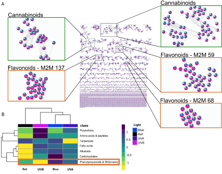 Effect of short wavelengths (UVB, UVA, blue light) on the global metabolome in Cannabis sativa L. inflorescences collected eight weeks after the onset of flowering. A Feature-based molecular network (FBMN) in positive ionisation mode: mass spectral molecular network of the flowers indicating flavonoids and cannabinoids clusters. Pie charts represent relative abundances for each feature (compound) according to the feature-based molecular network in positive ionization (FBMN-POS), where each color represents UVB (pink), UVA (purple), blue (blue), and reference (grey) short-wavelength treatments. B Heatmap based on the hierarchical clustering of the ‘global’ dataset of the floral metabolome with a VIP score ≥ 1.5; the yellow to dark blue bar corresponds to a Z-scaling ranging from − 1 to 1; the orange rectangle highlights the phenylpropanoid/shikimate subgroup