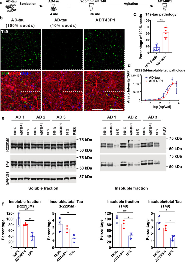 ADT40P1 exhibited pathogenicity in WT neuron culture. a Schematic representation of the steps necessary to generate ADT40P1. b ICC of AD-tau or ADT40P1-induced mouse tau pathology visualized using a mouse tau-specific antibody (R2295M) on WT mouse neuron cultures; 100% seeds represents the maximum amount of pathology induced by ADT40P1 if 100% of T40 is fibrillized during amplification; 10% seeds represents the minimum amount of pathology induced by the seeds alone if no T40 is fibrillized during amplification; scale bar = 100 µm and 25 µm (inset). c Quantification of T49-positive tau pathology from b; T49-positive area was normalized to MAP2 area; pathological % of tau seeding activity was set as 100%; **P < 0.01 unpaired t test; n = 4. d Dose–response curve of ADT40P1- and AD-tau-induced mouse tau pathology in WT neuron cultures visualized using a mouse tau-specific antibody (R2295M); R2295M area was multiplied by intensity and then normalized to DAPI counts; EC50: AD-tau = 368.4; ADT40P1 = 714.1; n = 4. e Immunoblots of soluble and insoluble tau fractions extracted from the WT neurons treated with ADT40P1, 100% AD-tau seeds, or 10% AD-tau seeds. Blots were probed with two mouse tau-specific antibodies (T49 and R2295M), while GAPDH was used as an internal loading control. f Optical density quantification of e; normalized to 100% AD-tau control; *P < 0.05, **P < 0.01, one-way ANOVA followed by Tukey post hoc test; n = 3