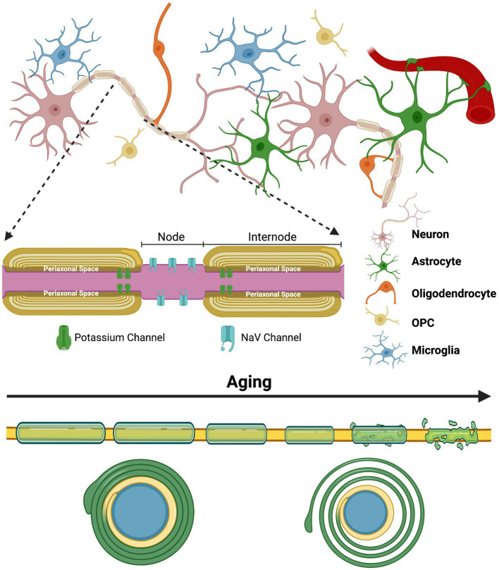 The complex glial interactions that promote proper myelination and the general impact aging has on the myelin sheath | The process of myelination is extremely complex and is constantly evolving to our experiences and various environmental insults throughout the lifespan. Myelination is highly adaptive and is fine-tuned to these experiences through neuronal activity. Proper functioning of the myelinating glial cells of the CNS—oligodendrocytes—and their precursor cells—oligodendrocyte progenitor cells (OPCs)—is essential, but the process also heavily relies on astrocytes and microglia. The top half of this figure depicts the complex arrangement that exists between the various glial cells and neurons that all contribute to proper myelination and circuit formation. The inset depicts the internodes of a myelinated axon and the nodes of Ranvier that they create. Lastly, the bottom of this figure shows the general alterations and ultimate degeneration that many myelinated axons face with increasing age. Typically, myelin sheaths become thinner, shorter and less compact (shown by the axon cross-section at the bottom) with age, although many other abnormalities also occur. These abnormalities also contribute to the disorganization of ion channels at the paranode and at the nodes of Ranvier. Created with BioRender.com.