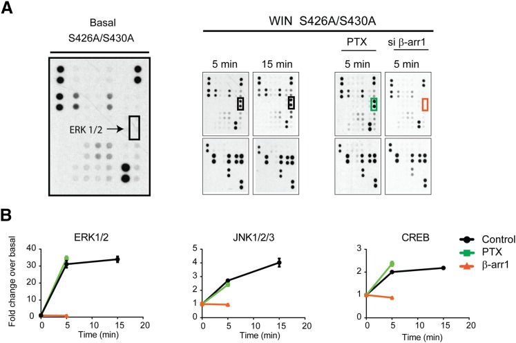 CB1R S426A/S430A is a β-arrestin 1 biased receptor. (A) Representative dot blots evaluated by profiling phosphorylation of 43 human kinases. Lysates from untreated and agonist-treated (1 μM WIN for 5 and 15 minutes) cells expressing the S426A/S430A receptor were applied to a nitrocellulose membrane spotted with antibodies for 43 kinases along with control antibodies. ERK1/2 phosphorylation levels were highlighted with boxes. The effects of β-arrestin 1 knockdown (red) and PTX treatment (green) are shown. (B) Graphs provide the quantified time course showing ERK1/2, JNK1/2/3, and CREB phosphorylation induced by 1 μM WIN. Data are expressed as the fold change over basal level for each compound. The effect of β-arrestin 1 knockdown (red) and PTX treatments are included. Statistical significance of the differences compared with basal (0 minute) was assessed using one-way analysis of variance and Bonferroni’s post hoc test.