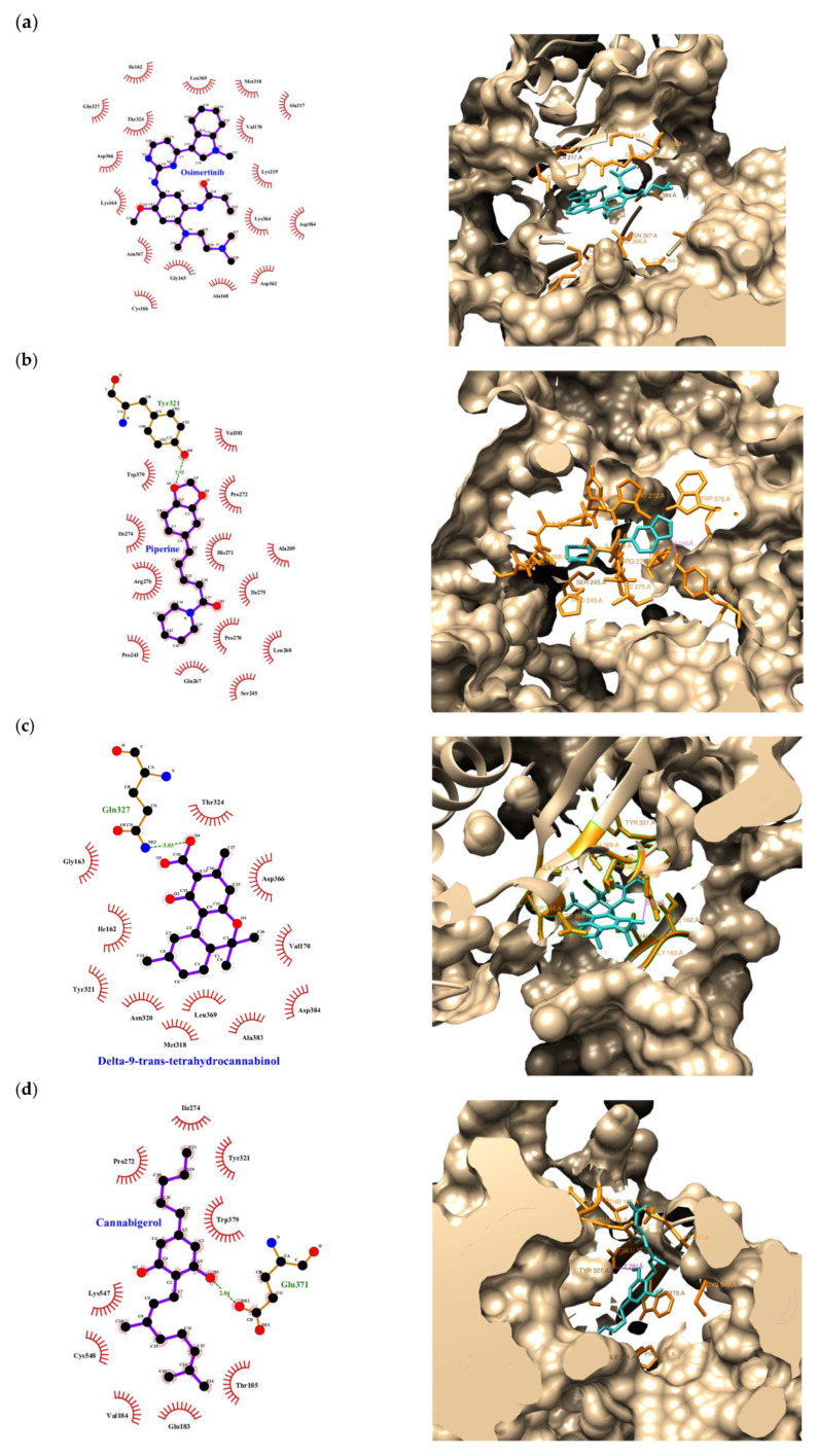 Binding Interactions of ligands with PINK1. (a) OSI, (b) P, (c) THC, (d) CBG, (e) CBDA, (f) CBC, (g) CBD, (h) BCP. These ligands engage critical residues involved in PINK1’s catalytic activity, suggesting potential for targeted therapies. OSI binds strongly via hydrophobic and electrostatic interactions with key residues like Ile162, Leu369, Met318, Asp366, and Lys164. P forms a hydrogen bond with Tyr321. THC binds through hydrogen bonds with Gln327 and hydrophobic interactions with Val170 and Asp366. CBG and CBDA interact with Glu371, Trp379, and Val184.