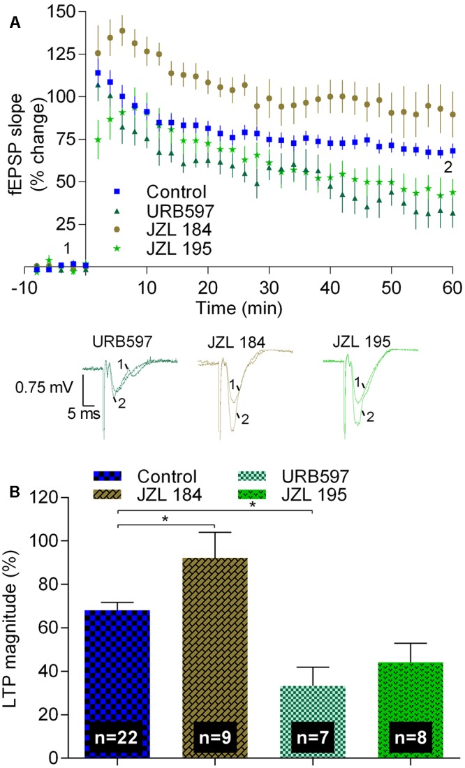 Inhibitors of the hydrolysis of 2-AG or of anandamide differently affect strong-θ-burst induced LTP. (A) Time course of the averaged fEPSP slopes, and original traces of fEPSP recordings, in control conditions (no drugs) or in the presence of 1 μM JZL 184 (inhibitor of the enzyme that hydrolyses 2-AG, MAGL), 1 μM URB597 (inhibitor of the enzyme that hydrolyses anandamide, FAAH), or in the presence of 1 μM JZL 195 (inhibitor of FAAH and MAGL). (B) Quantification of LTP magnitude under the indicated drug conditions. Data in control conditions, in panels (A) and (B), are the same as shown in Figures 2A,B, but are represented in this figure to allow comparison with the drug conditions. ∗p < 0.05 (F(3,42) = 10.3, one-way ANOVA with Sidak’s correction). For further details see legend to Figure 1.
