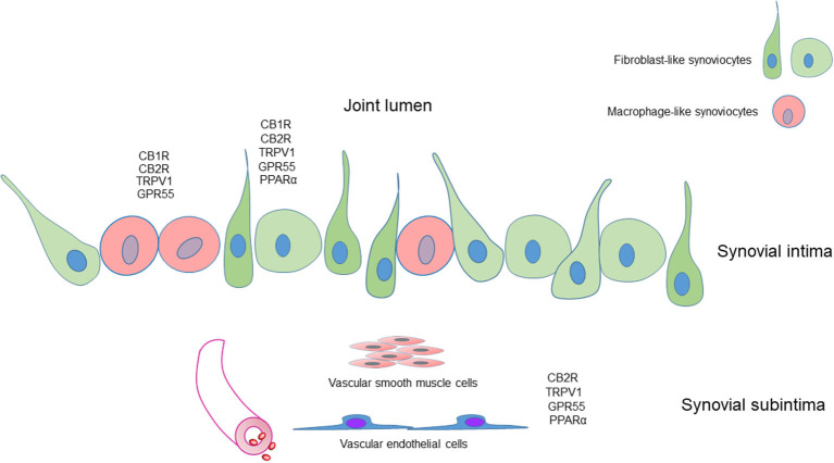 Graphical representation of the distribution of the cannabinoid receptors 1 (CB1R) and 2 (CB2R) and the cannabinoid-related receptors transient receptor potential vanilloid 1 (TRPV1), G protein-coupled receptor 55 (GPR55) and nuclear peroxisome proliferator-activated receptor alpha (PPARα) in the different cellular elements of the synovial membrane of the equine metacarpophalangeal joint. Fibroblast-like synoviocytes (FLS), identified with an anti-vimentin antibody, expressed CB1R, CB2R, TRPV1, GPR55, and PPARα immunoreactivity. Macrophage-like synoviocytes (MLS), identified with an anti-IBA1 antibody, expressed CB1R, CB2R, TRPV1, and GPR55 immunoreactivity.