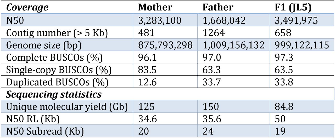 Pacific Biosciences coverage and sequencing statistics of three Jamaican Lion cannabis genomes. Genomes were sequenced with continuous long read mode (CLR). F1 was female. BUSCO: benchmarking universal single-copy orthologs. Software and database versions: BUSCO.py 3.0.2, Augustus 3.3.21, Hmmer 3.2.1, Blast 2.7.1, eudicotyledons_odb10(Simao et al. 2015).