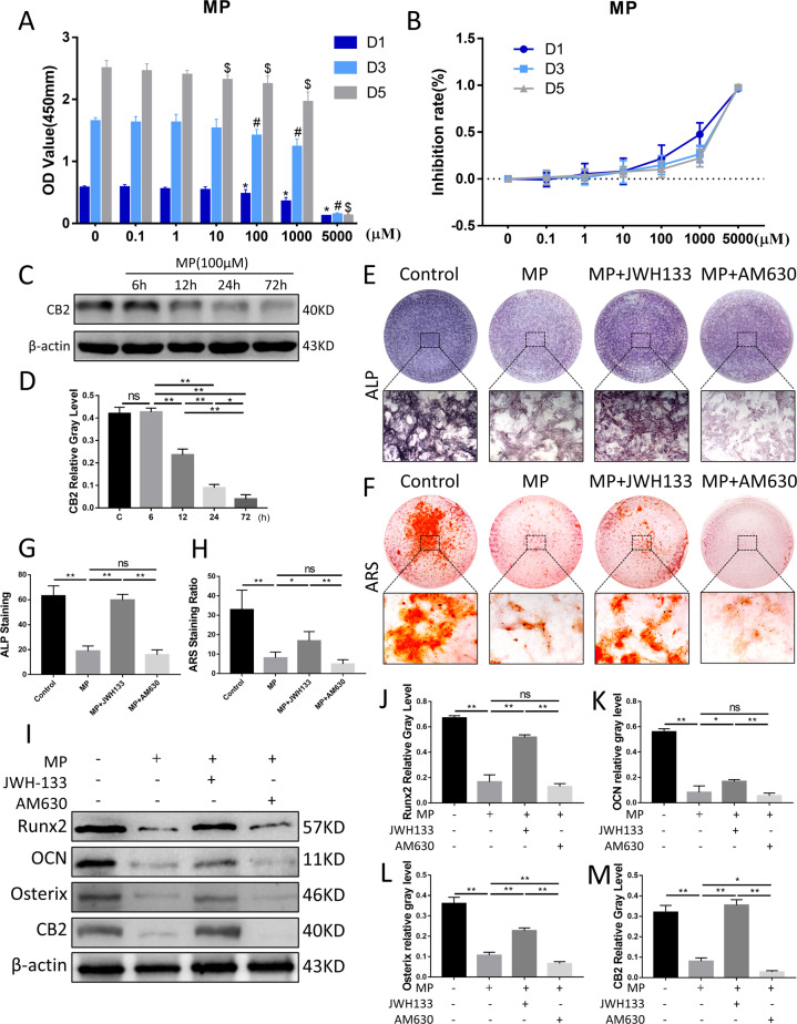 Effects of MP and CB2 treatment on osteogenic differentiation and activity in BMSCs.A CCK-8 assay of MP in BMSCs. *p < 0.05, compared with control group (day 1), #p < 0.05, compared with control group (day 3), and $p < 0.05, compared with control group (day 5). B Inhibition rate of BMSCs. C, D CB2 expression under different duration of MP 100 μM intervention. E, G ALP staining and analysis. F, H ARS staining and analysis. I–M Protein expression levels of Runx2, OCN, Osterix, and CB2 (n = 3 per group, data are shown as mean ± SD, *p < 0.05; **p < 0.01; ns, not significant).