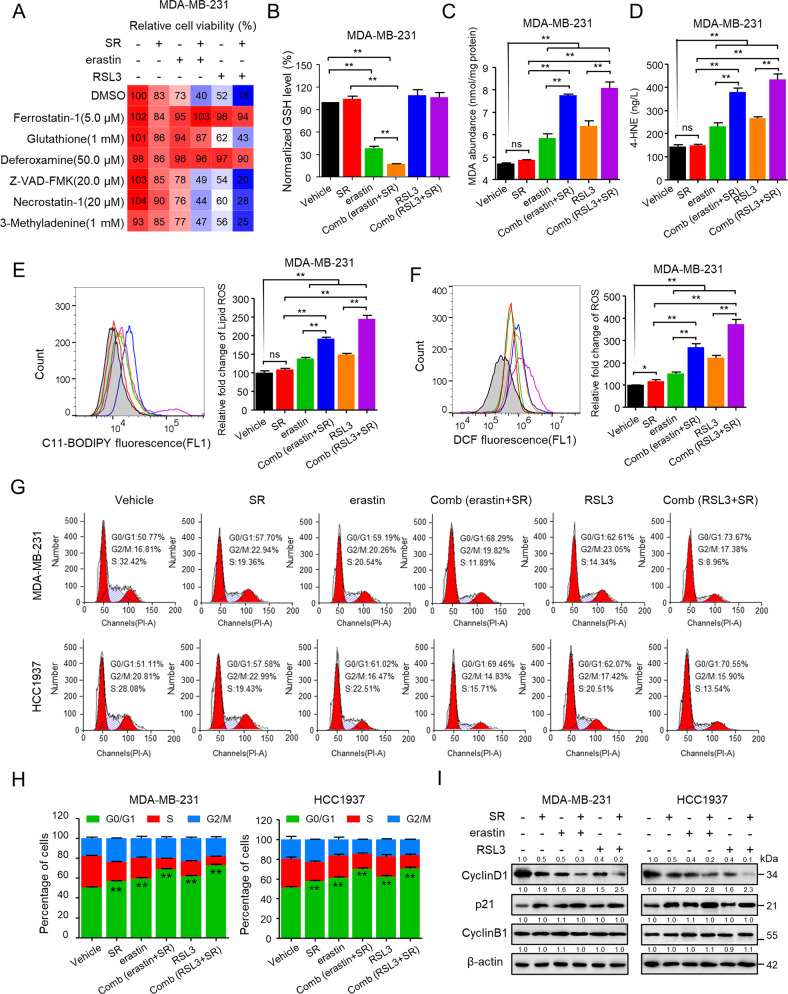 Rimonabant combined with erastin/RSL3 significantly inhibited TNBC cell growth by inducing ferroptosis and cell cycle arrest.A MDA-MB-231 cells were pretreated with the indicated cell death inhibitors for 1 h, and then cells were added with rimonabant (SR, 10 μM), erastin (5 μM) and RSL3 (0.5 μM) as single agents or drug combinations for an additional 72 h. Cell viability (CCK-8) is presented as percentage of untreated cells. B The level of GSH was determined after treated with rimonabant (SR, 10 μM), erastin (5 μM) and RSL3 (0.5 μM) as single agents or drug combinations for 48 h in MDA-MB-231 cells. **p < 0.01 (one-way ANOVA). C–F MDA (C), 4-HNE (D), lipid peroxidation (E) and cytosolic ROS (F) production of MDA-MB-231 cells treated as B Histograms show the production of MDA, 4-HEN, relative fold change of lipid ROS and cytosolic ROS (right panel). ns (no significance), *p < 0.05, **p < 0.01 (one-way ANOVA). G, H The cell cycle distributions of MDA-MB-231 and HCC1937 cells were treated as B. Cell cycle was evaluated by flow cytometry after staining with propidium iodide (PI). Histograms show the cell cycle distributions of treated MDA-MB-231 and HCC1937 cells H. **p < 0.01 versus the vehicle (t-test). I Representative western blotting assays of MDA-MB-231 and HCC1937 cells were treated as B with the indicated antibodies. Data shown are mean ± SD of triplicate measurements that were repeated three times with similar results.
