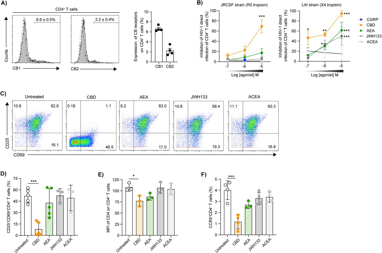 CBD, but not AEA, inhibits HIV-1 R5 direct infection of human CD4+ T-cells.(A) Representative flow cytometry overlay histograms showing CB1 and CB2 surface expression in primary blood CD4+ T-cells. Numbers and graph show mean±SD percentages of CB1+ or CB2+ T-cells. (B) PHA+IL-2-activated primary blood CD4+ T-cells were pre-treated for 24h with the indicated molar concentrations of CBD, AEA, JWH133, ACEA or CGRP. The cells were then washed, pulsed with HIV-1 R5 JRCSF or X4 LAI, and HIV-1 replication was evaluated 4 days later by p24 intracellular staining and flow cytometry. Graphs show mean±SD (n=4-6) percentages of HIV-1 infection inhibition, normalized against untreated cells serving as set point. (C, D) Primary blood CD4+ T-cells were activated for 48h with PHA+IL-2, alone or in the presence of CBD, AEA, JWH133 or ACEA (10-5M). The cells were then evaluated by flow cytometry for surface expression of the activation marker CD69 and CD25. In (C) shown are representative flow cytometry dot plots. In (D), graph shows mean±SD percentages of CD69+CD25+ double-positive CD4+ T-cells. (E, F) Primary blood CD4+ T-cells were left untreated or treated for 24h with agonists (10-5M), followed by flow cytometry evaluating surface expression of CD4 and CCR5. Graphs show mean±SD of CD4 MFI (E) or percentages of CCR5+CD4+ T-cells (F). In all graphs, dots denote different experiments using cells prepared from different human donors; *p<0.05, **p<0.005 and ***p<0.0005, Student’s t-test.