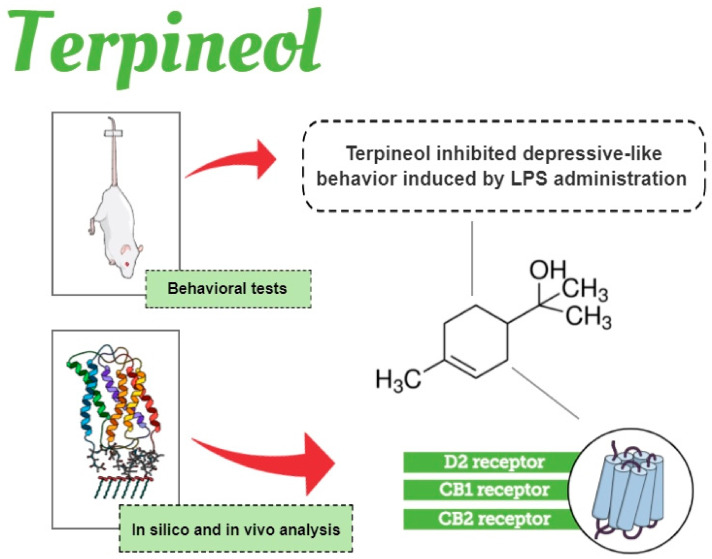 Schematic diagram illustrating the beneficial effects of terpineol during LPS-induced depressive behavior. Terpineol is monoterpene alcohol present in the essential oils of several species of plants, such as Eucalyptus, Artemisia princeps Pamp, and Cannabis sativa. Briefly, herein we demonstrated through in silico analysis and a behavioral assay that terpineol inhibited depressive-like behavior induced by lipopolysaccharide (LPS) injection, possibly through modulation of dopamine receptor type 2 (D2R), cannabinoid receptor type 1 (CB1R), and cannabinoid receptor type 2 (CB2R). Infographic created using the Mind the Graph platform (https://www.mindthegraph.com).
