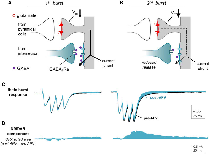 Panel A shows a synaptic diagram of a first burst with glutamate release from pyramidal cells and GABA release from interneurons acting on GABA-B receptors, resulting in a current shunt. Panel B depicts a second burst with reduced GABA release and continued current shunt. Panel C displays electrophysiological traces of the theta burst response before and after APV application, highlighting differences in response amplitude. Panel D shows the NMDAR component, illustrating the subtracted area between post-APV and pre-APV conditions in electrophysiological recordings.