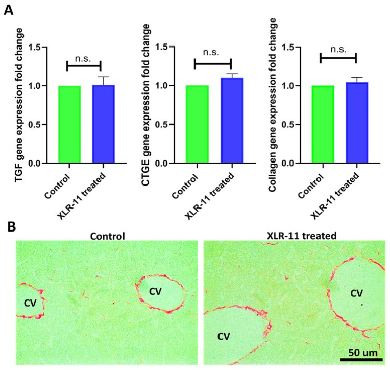 (A) Gene expression of fibrosis markers TGF-β, CTGF, Collagen 1 in liver of XLR-11 treated mice compared to control mice. (B) Picro-Sirius Red Stain of the liver from control mice and XLR-11 treated mice. Normal degree of fine liner red collagen fibers in the wall central veins in XLR-11 treated mice indicating no hepatic fibrosis; cv: central vein, n.s. indicate no significance.