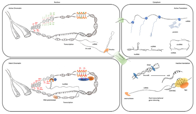 Transcriptional and post-transcriptional regulation of gene expression. The four panels of this schematic are representative of the major epigenomic mechanisms’ associated active and inactive states in the nucleus and cytoplasm. Active chromatin (top left) characterized by an expanded or open euchromatin domain is established by the depletion of histone H3 lysing 27 trimethylation (K27(CH3)3 red) and an increase in histone H3 and H4 acetylation (green). This gives rise to mRNA transcription and non-coding RNA, such as primary miRNA transcripts. After interaction with the microprocessor complex (Drosha/DGCR8), the processed pre-miR are exported to the cytoplasm via exportin 5. mRNA is also exported to the cytoplasm (top right panel) where it becomes associated with ribosomes and translated into protein (blue). This is facilitated by the suppression of potentially active miRNA, which are sequestered through interaction with lincRNA and circRNA. Inactive chromatin (bottom left) is associated with cytosine methylation (red), which is particularly important at CpG islands and promoters where they can bind to MeCP2 which can recruit histone de-acetylases (HDAC). These reduce histone acetylation, which leads to greater compaction of chromatin into a state known as heterochromatin. LincRNA transcripts can also form a scaffold for the assembly of a ribonucleoprotein complex, including the PRC2, that directs the activity of histone methyltransferases (HMTs) that catalyze the trimethylation of histone H3 lysine 27. This modification also further enhances the contraction of chromatin into inactive heterochromatin. Post-transcriptional regulation of gene expression (bottom right panel) can also be facilitated by the maturation of pre-miRs through the activity of dicer. The mature miRNAs guide the RNA-induced silencing complex (comprising Argonaute proteins and other co-factors) to the 3′UTR of their cognate mRNA, causing translational repression and degradation through exonuclease activity.