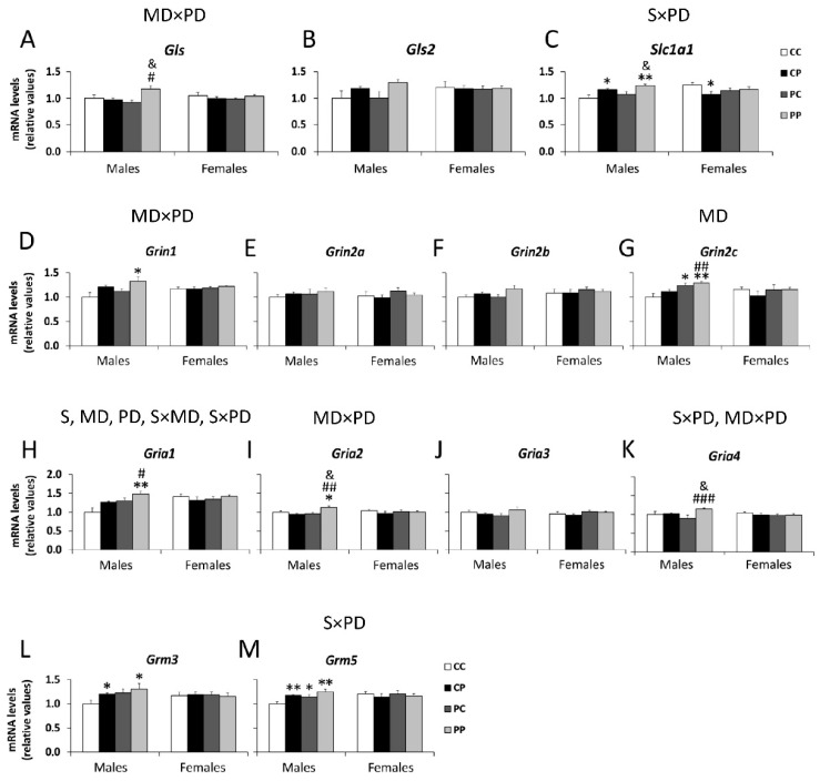 Effect of maternal and/or offspring exposure to a free-choice palatable (P) diet on the relative mRNA levels of glutamatergic signaling genes: Gls (A), Gls2 (B), Slc1a1 (C), Grin1 (D), Grin2a (E), Grin2b (F), Gin2c (G), Gria1 (H), Gria2 (I), Gria3 (J), Gria4 (K), Grm3 (L) and Grm5 (M) in the prefrontal cortex of male and female offspring in adulthood. Data are expressed as the mean ± S.E.M. (n = 6). Student’s t test: */** p < 0.05/0.01 vs. CC males or CC females; #/##/### p < 0.05/0.01/0.001 vs. CP males or CP females; & p < 0.05 vs. PC males or PC females. MD: maternal diet effect; PD: postnatal diet effect; S: sex effect; SxMD: sex and maternal diet interaction; SxPD: sex and postnatal diet interaction; MDxPD: maternal and postnatal diets interaction.