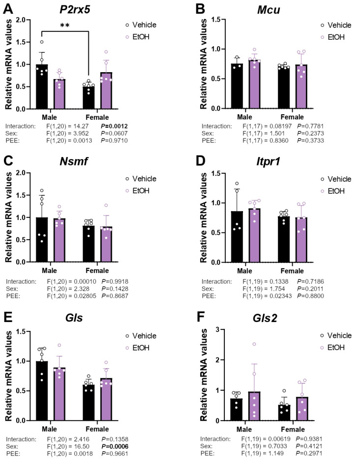 mRNA expression of the Ca2+ signaling factors P2rx5 (A), Mcu (B), Nsmf (C), Itpr1 (D), Gls (E), and Gls2 (F) in the hippocampal astrocytes from 3×Tg-AD offspring of both sexes born to control and PEE mothers. Data are expressed as the mean ± S.E.M. (n = 3–6). Relevant p values from the two-way ANOVA are shown below each graph, with significant p-values highlighted in bold. Tukey or single-effect analysis: ** p < 0.01. See also effect sizes in the Supplementary Table S1.