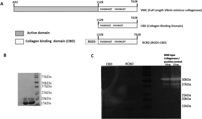 (Panel A) Schematic representation of vibrio mimicus collagenase (VMC)-derived constructs; (Panel B) SDS-PAGE profile of the proteins, CBD and RCBD; (Panel C) Zymography showing no gelatinolytic activity of CBD or RCBD. Full-length gel is presented in Supplementary Fig. S2.