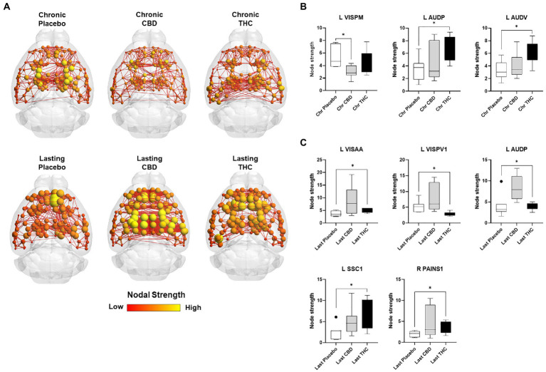 Regional differences in node strength. Regional differences in node strength following chronic placebo, CBD, or Δ9-THC over 28 days (chronic) and after a 2-week washout period (lasting). (A) Connectome maps of a mouse functional network highlighting mean node strength across groups. Spheres represent scaled area under the curve (AUC) values for node strength calculated over several edge density thresholds (2–40%). Size and color intensity of spheres reflect high-to-low values (see scale bar). Lines between nodes represent pairwise connectivity between nodes (these are shown at edge density of 6% for visual clarity). (B) Node strength values for chronic treatment mice (calculated at a 16% edge density threshold). (C) Node strength values for post-washout period (calculated at a 16% edge density threshold). Data are shown as mean ± standard error (t-test, FDR q = 0.05, p < 0.01). Abbreviations: L VISPM, left posteromedial visual cortex; L AUDP, left posterior auditory cortex; L AUDV, left ventral auditory cortex; L VISAA, left anterior area of the visual cortex; L VISPV1, left ventroposterior visual cortex node 1; L SCC1, primary somatosensory cortex; R PAINS1, right posterior agranular insula node 1.