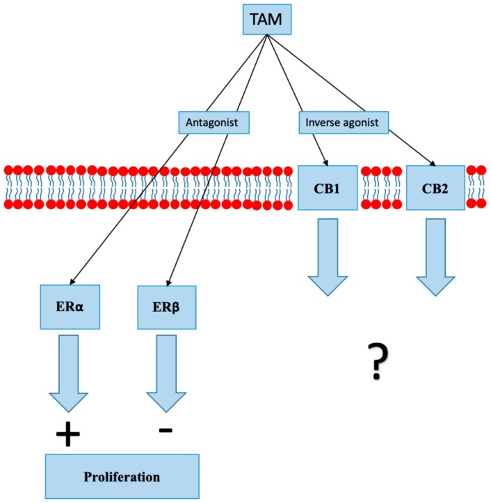 In addition to its action on estrogen receptors (ER), tamoxifen (TAM) acts as an inverse agonist at cannabinoid receptors 1 and 2 (CB1 and CB2). The clinical significance of inverse agonist action on cannabinoid receptors is unknown.